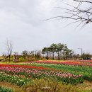 수택1동행정복지센터 버스승강장 | 평택 가볼만한곳 평택시농업생태원 평택꽃나들이 튤립 축제