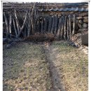 5월 감꽃 10월 홍시 이미지