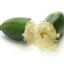 보라색라임 이미지