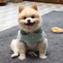 마냥귀엽개 | 강아지 스카프 유메이크미 강아지 플라워 카라 케이프 feat.몽