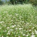 용소진료소 이미지