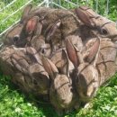 오정만두 이미지