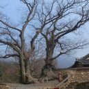 연리지인연일공팔 | 연리지 (連理枝) 황봉학