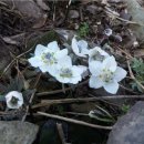 바람꽃공원 이미지