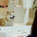 댕스널컬러 이미지