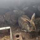 돼지토끼 이미지