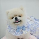 토리의하루