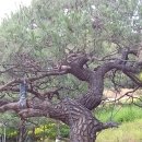 시청 소나무 이미지