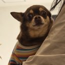 왈가왈부 반려견센터 이미지