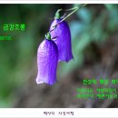 금강초롱