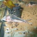 디스커스코리아 이미지