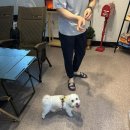 마이쏠펫 | 마이펫라이프 애견운동장 프라이빗 강아지운동장 내돈내산1시간 후기