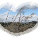 장산억새밭 이미지