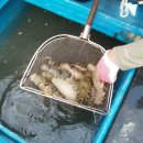 고대도1 이미지