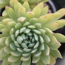 들꽃하우스 이미지