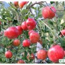 쌍둥이네 농장 이미지