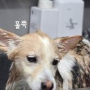 송도멍멍이발소 이미지