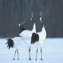 두루미202 이미지