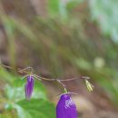 금강초롱 이미지