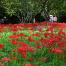 불갑사관광지 이미지