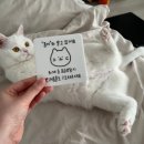 치타박스 이미지