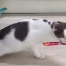 오두방정