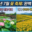 원촌문화마을역사영농조합법인 | 2026년 7월 국내 꽃축제 총정리 | 연꽃·해바라기·수국 명소 일정·위치·입장료 완벽 가이드