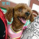 뽀삐뽀삐 이미지