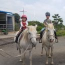 샹그릴라자산관리 | 제주도 승마체험 표선 가시리 조랑말체험공원