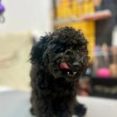 수멍발소 이미지