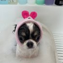 두부네 애견카페 이미지