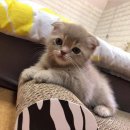 냐옹이 - 영등포구 | 냐옹이