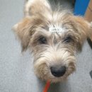 용인시 동물보호센터 이미지