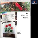 Science 1-8: Stems and leaves 이미지