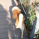 홍상희동물병원 이미지