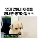 카메라에 포착된 가장 똑똑한 냥 이미지