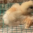 석원이네 이미지