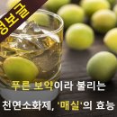 푸른 보약이라 불리는 천연 소화제 매실의 효능 이미지