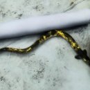 황금장어 이미지