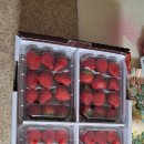 제13회 밀양 삼량진 딸기시배지 축제2023-03-31~04-02 이미지