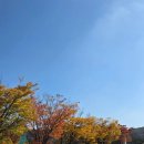 가을 | 안산 골프장 제일CC에서 가을라운드 후기