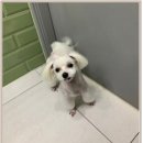 온빛동물병원 이미지