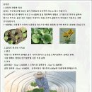 곰취 재배법 이미지