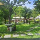 해피병풀 이미지