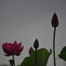 달뜰