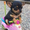 시온코리아 이미지