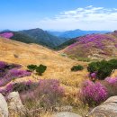 비단강숲마을(영) | 창녕 화왕산 진달래_선분홍 참꽃 만개한 드넓은 억새밭 '26.4.13(월)