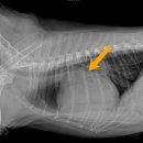 우람동물병원 이미지