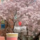 지에스25대구삼덕점 | 대구 벚꽃 명소 카페삼덕 3월 25일 수요일방문 개화상태 이번주말 절정 얼른 방문 하세요