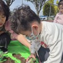 토마토 모종심기와 벼아리콩 오감 놀이 이미지